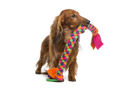 Animali Accessori